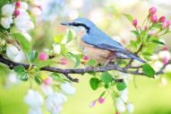 ptaki potrafią śpiewać piękniej niż ludzie
