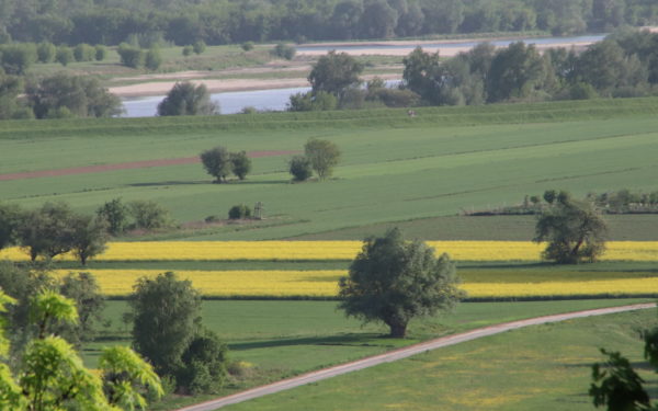 uczniowie i mistrz - koan